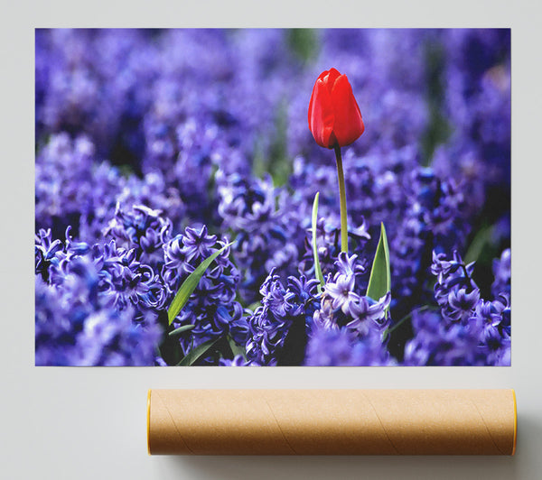 Red Tulip And Hyacinths