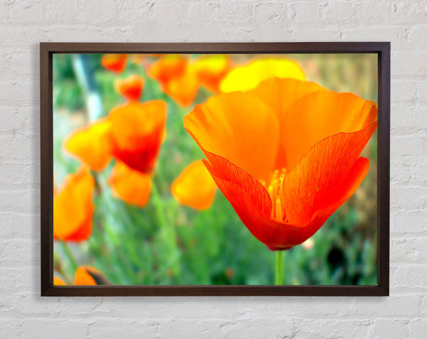 California Poppies Orange