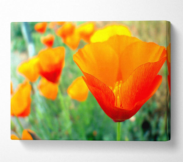 California Poppies Orange