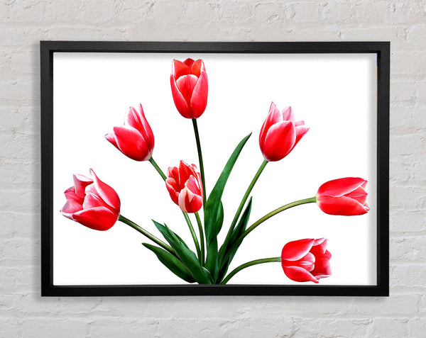 Red Pink Tulips