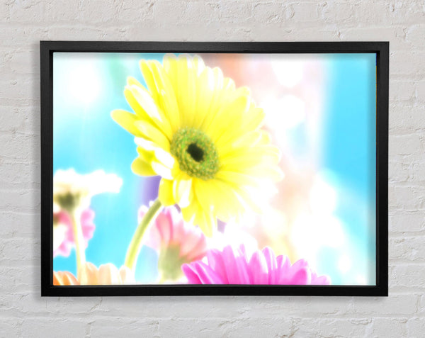 Colourful Summer Rainbow Flowers