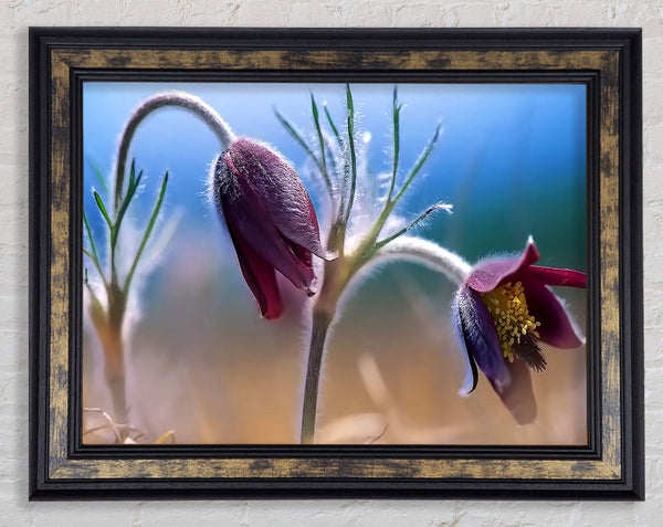 Wildflowers Blooming