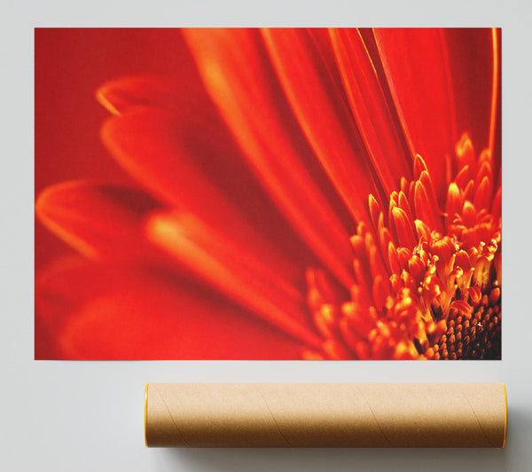 Red Orange Gerbera Petals