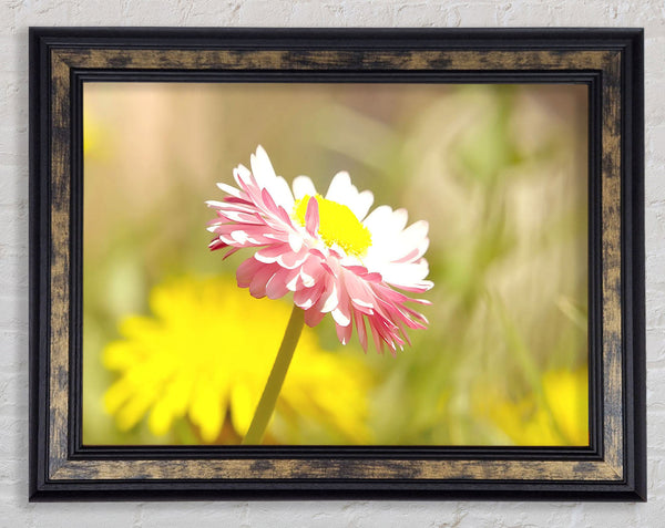 Beautiful Summer Pink Flower