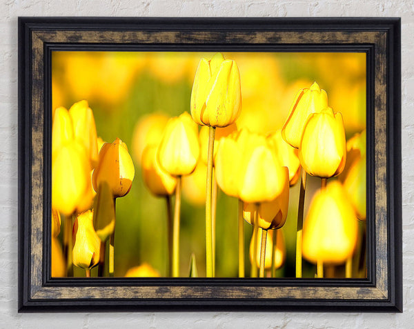 Yellow Tulips In The Garden