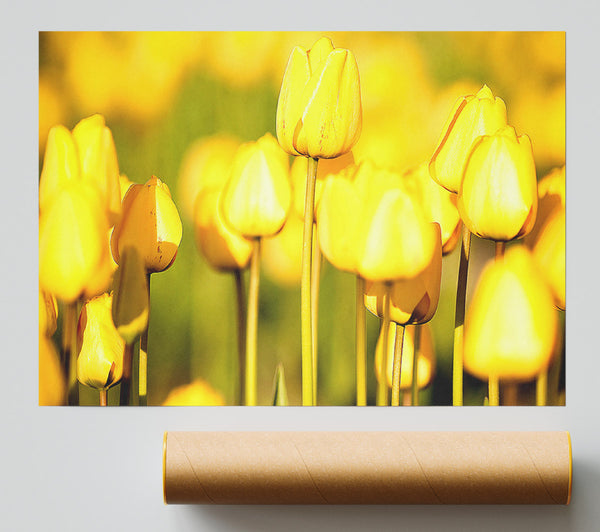 Yellow Tulips In The Garden