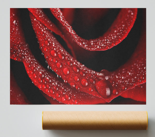 Velvety Rose With Dew Drops