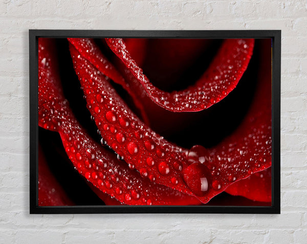 Velvety Rose With Dew Drops
