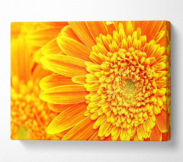 Orange Yellow Gerbera Face