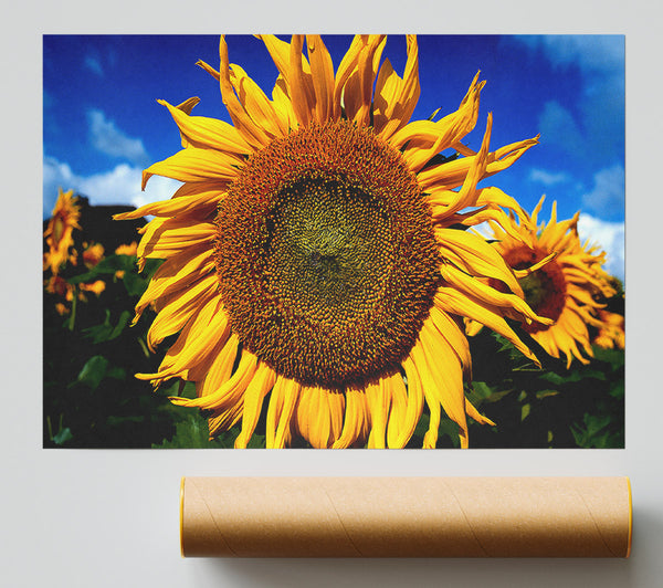 Huge Sunflower Faces