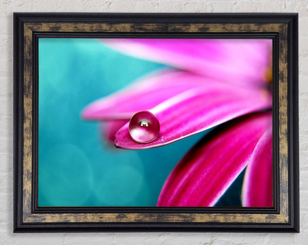 Water Drop On A Pink Petal