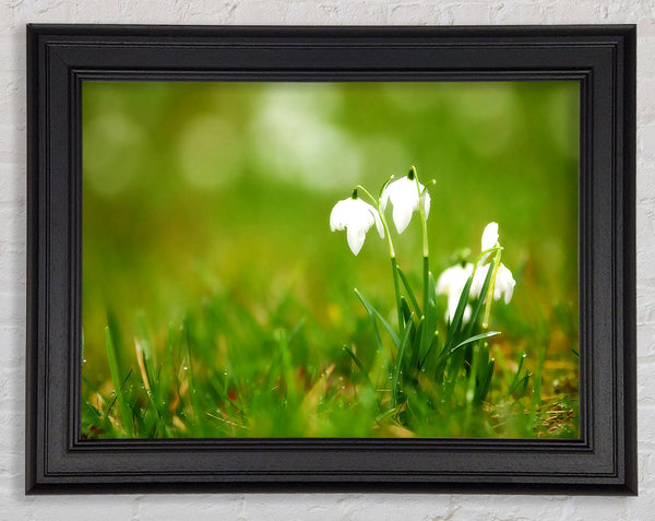 Cute Snowdrops