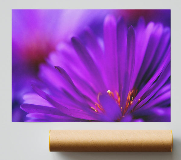 Purple Flower Petals