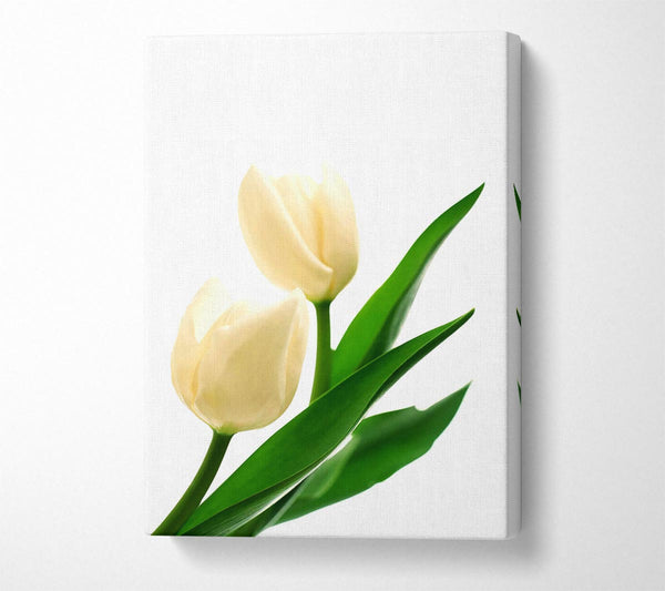 White Tulips