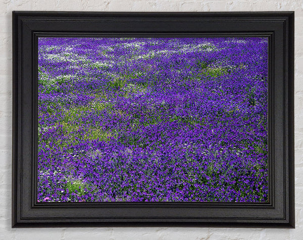 Field Of Purple Flowers