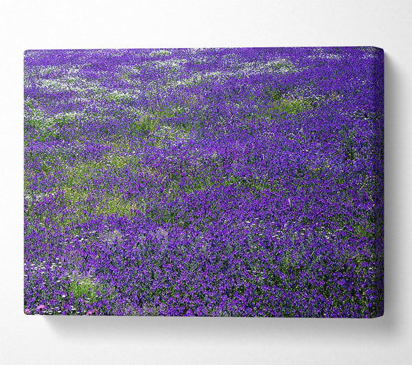 Field Of Purple Flowers