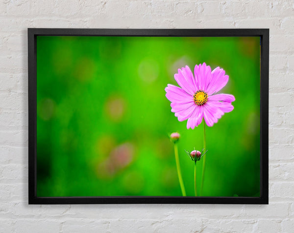 Pink Flower Green Background