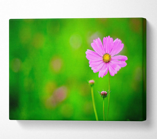 Pink Flower Green Background