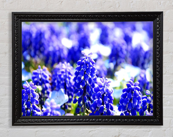 Grape Hyacinths