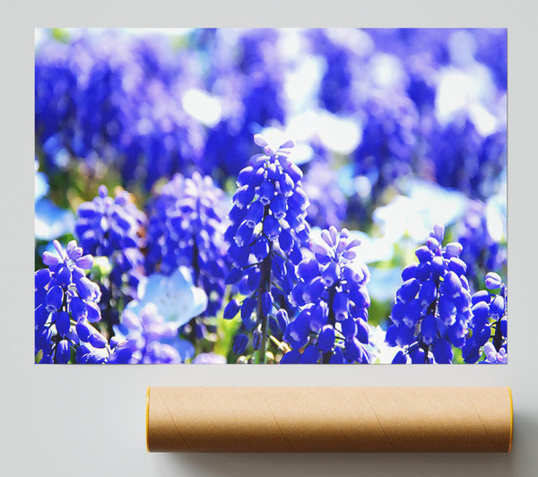 Grape Hyacinths