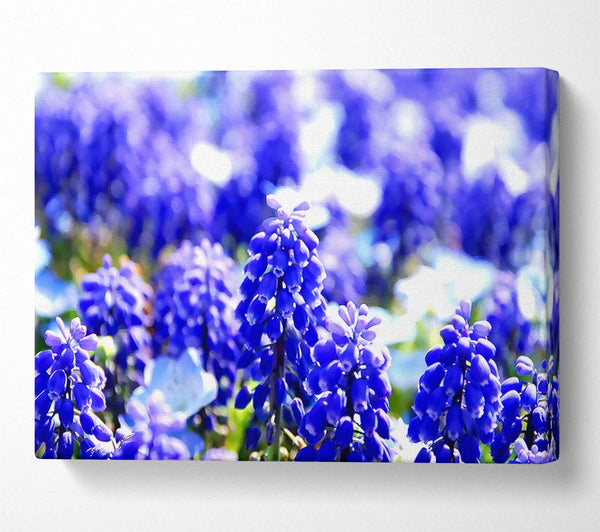 Grape Hyacinths