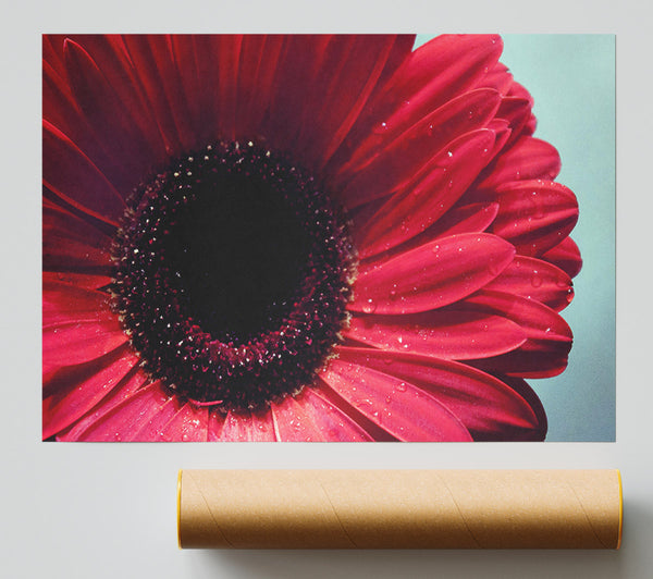 Gerbera Flower Deep Red