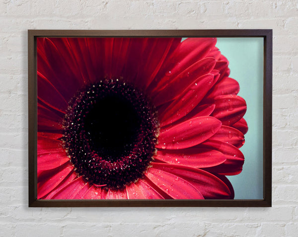 Gerbera Flower Deep Red