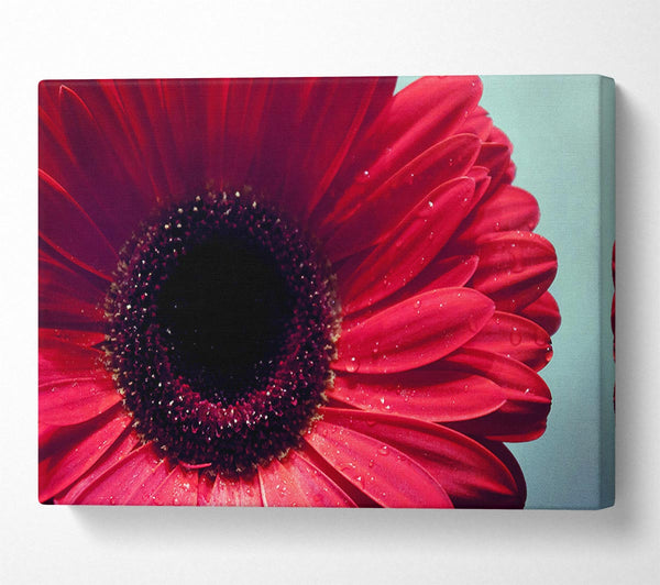 Gerbera Flower Deep Red