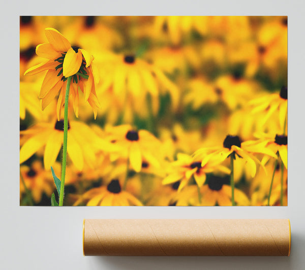 Black Eyed Susan Flowers