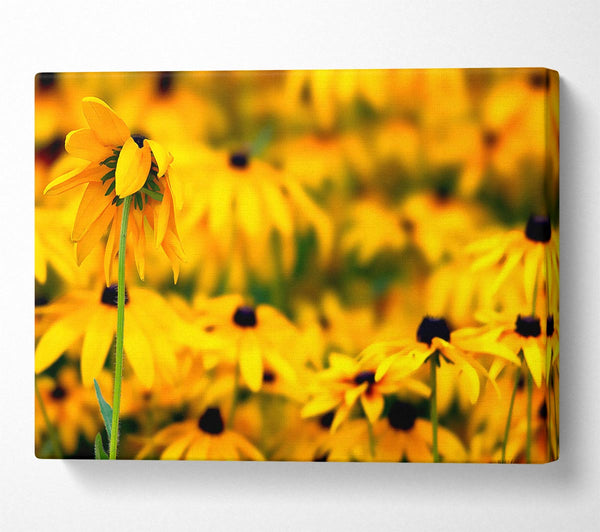 Black Eyed Susan Flowers