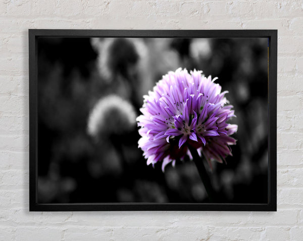 Purple Flower On Black And White Background