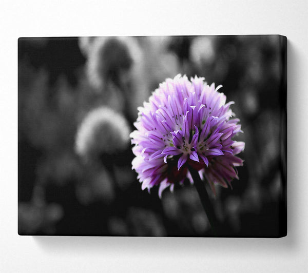 Purple Flower On Black And White Background