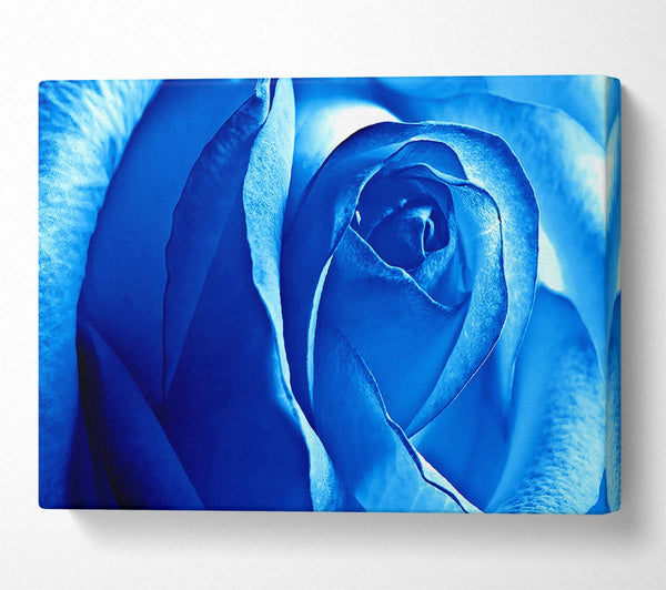 Blue Rose