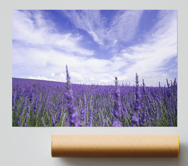 Lavender Field In The Sky