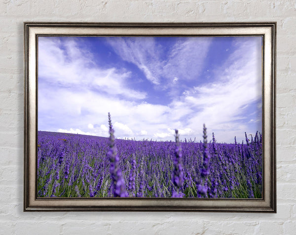 Lavender Field In The Sky