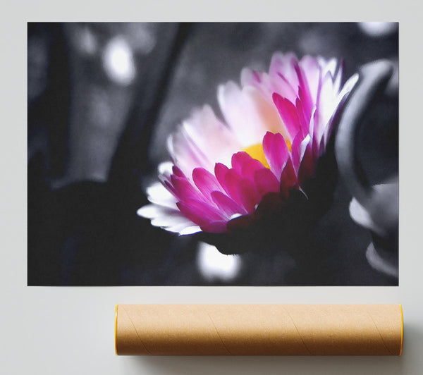 Pink Flower On Black And White Background