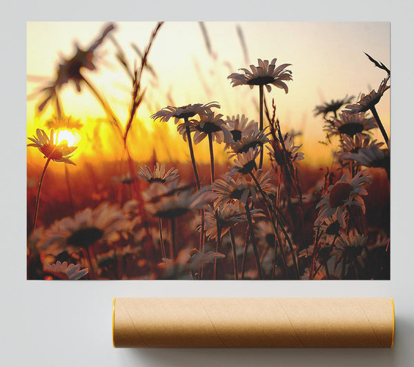 Daisies At Sunset