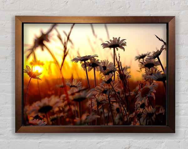 Daisies At Sunset