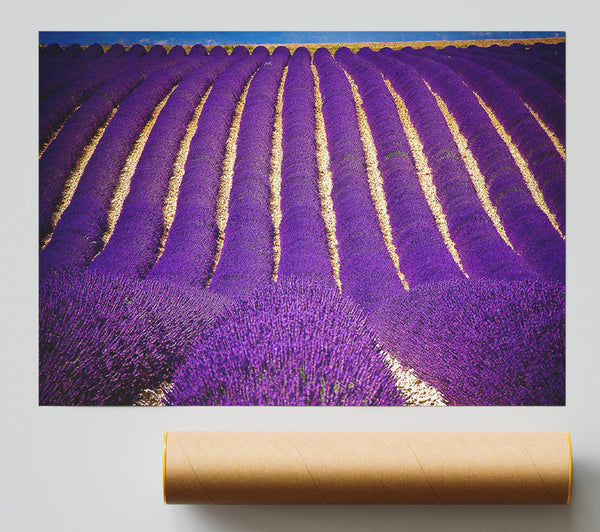 Lavender Field