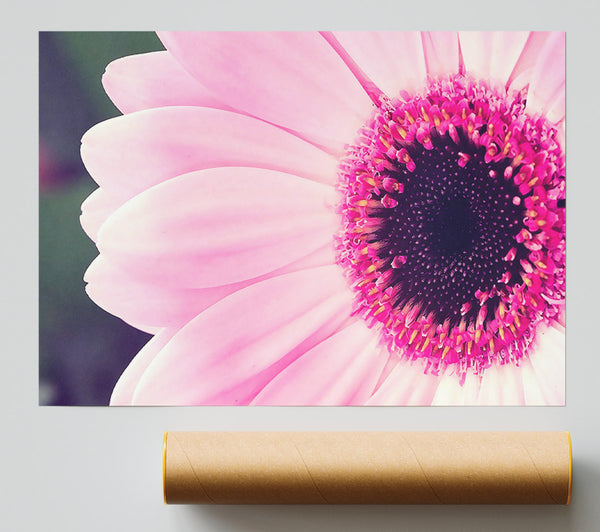 Pink Gerbera Daisy Centre