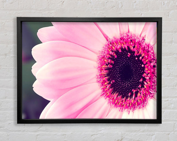 Pink Gerbera Daisy Centre