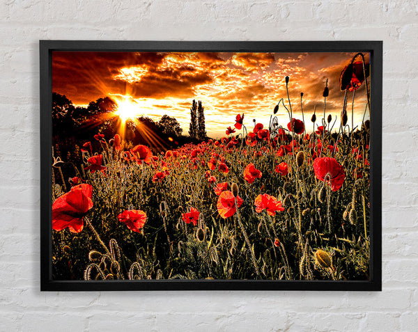 Red Poppy Field At Sunset