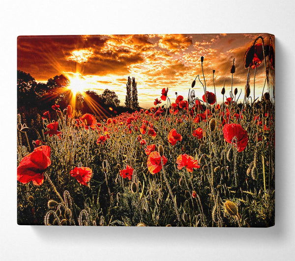 Red Poppy Field At Sunset