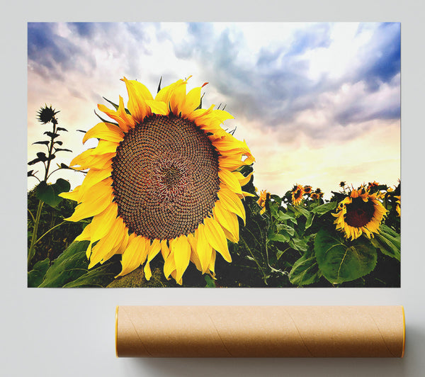 Sunflower Close Up In The Sky