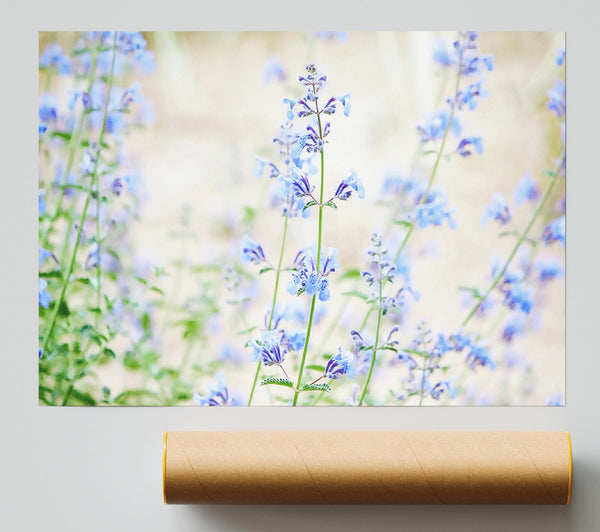 Blue Small Flowers