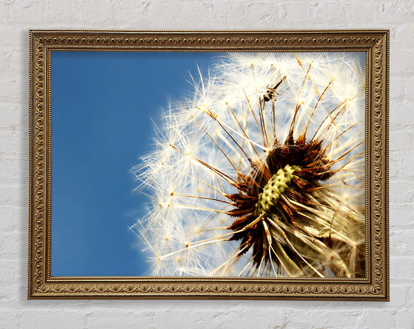 Dandelion Skies