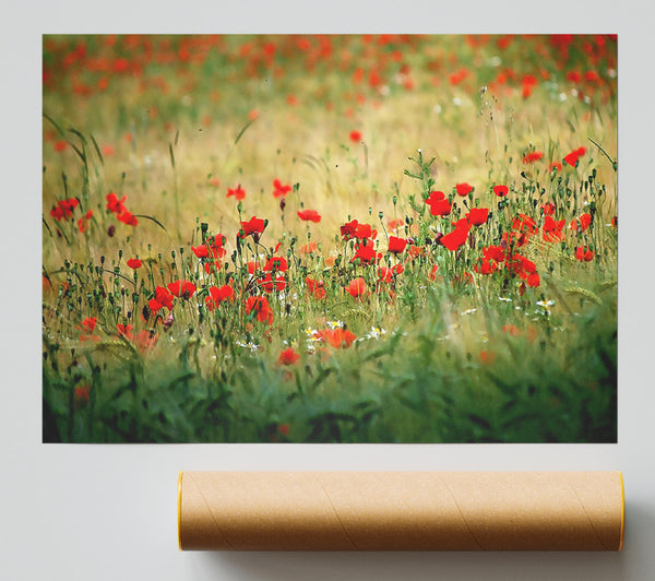 Poppies In The Field