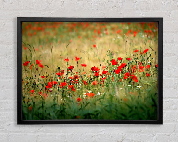 Poppies In The Field