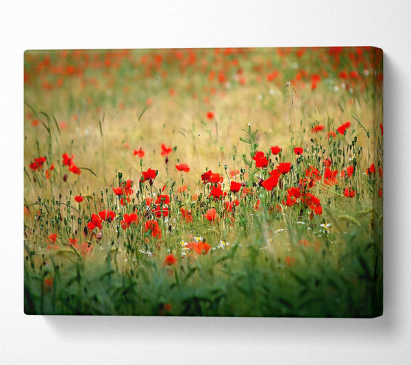 Poppies In The Field