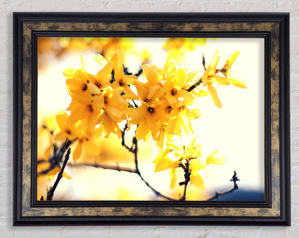 Yellow Tree Flower